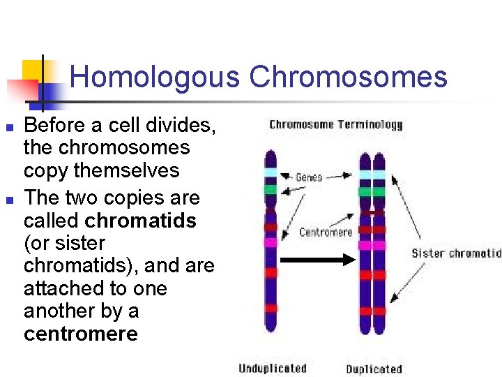 Homologous Chromosomes n n Before a cell divides, the chromosomes copy themselves The two