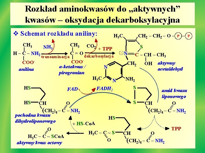 Rozkład aminokwasów do „aktywnych” kwasów – oksydacja dekarboksylacyjna v Schemat rozkładu aniliny: | H