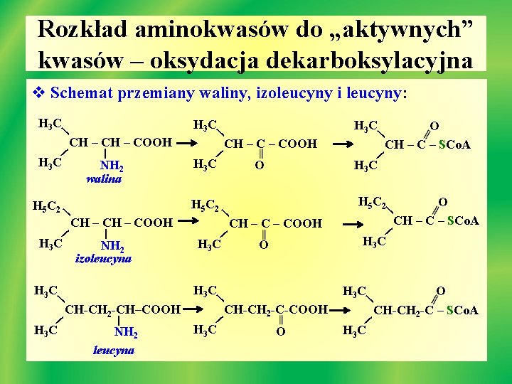 Rozkład aminokwasów do „aktywnych” kwasów – oksydacja dekarboksylacyjna v Schemat przemiany waliny, izoleucyny i