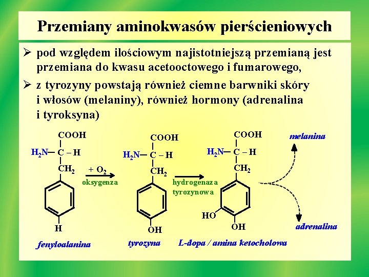 Przemiany aminokwasów pierścieniowych Ø pod względem ilościowym najistotniejszą przemianą jest przemiana do kwasu acetooctowego