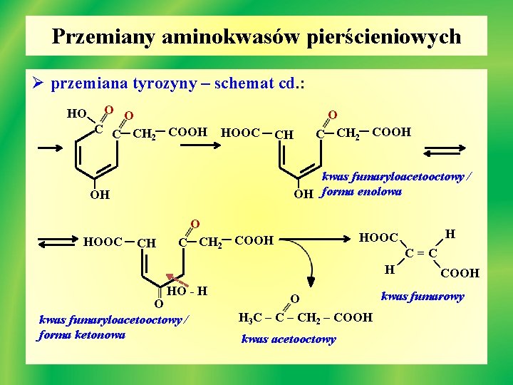 Przemiany aminokwasów pierścieniowych Ø przemiana tyrozyny – schemat cd. : O C CH 2