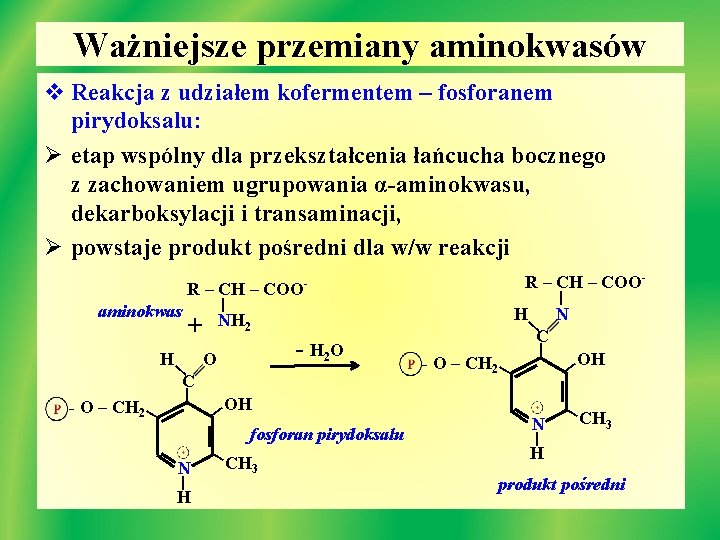 Ważniejsze przemiany aminokwasów v Reakcja z udziałem kofermentem – fosforanem pirydoksalu: Ø etap wspólny