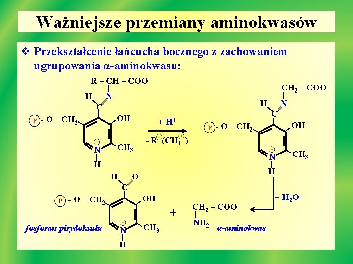 Ważniejsze przemiany aminokwasów v Przekształcenie łańcucha bocznego z zachowaniem ugrupowania α-aminokwasu: R – CH