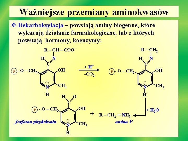 Ważniejsze przemiany aminokwasów v Dekarboksylacja – powstają aminy biogenne, które wykazują działanie farmakologiczne, lub