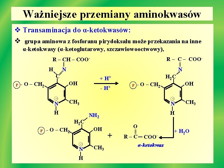 Ważniejsze przemiany aminokwasów v Transaminacja do α-ketokwasów: v grupa aminowa z fosforanu pirydoksalu może