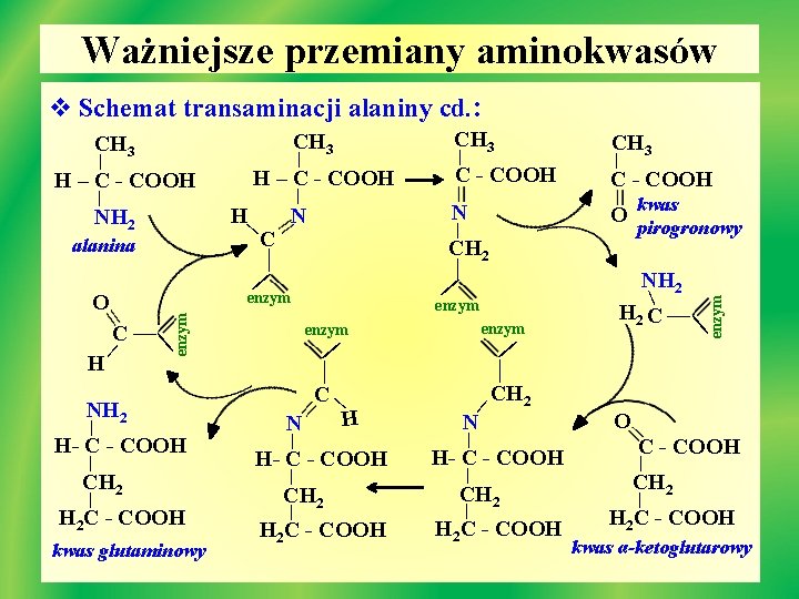 Ważniejsze przemiany aminokwasów v Schemat transaminacji alaniny cd. : | H – C -