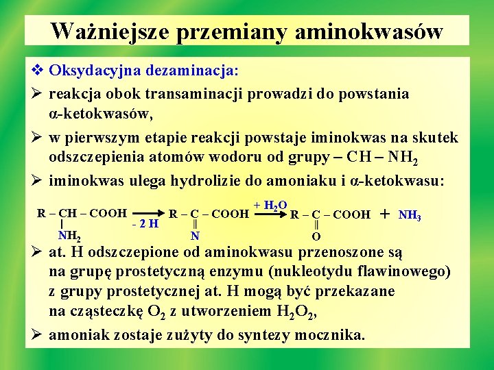 Ważniejsze przemiany aminokwasów v Oksydacyjna dezaminacja: Ø reakcja obok transaminacji prowadzi do powstania α-ketokwasów,