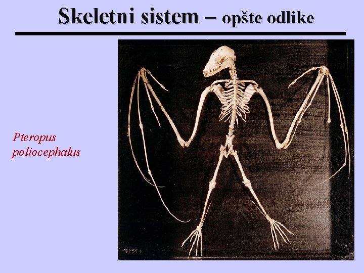 Skeletni sistem – opšte odlike Pteropus poliocephalus Skeletni sistem – opšte odlike Pteropus poliocephalus