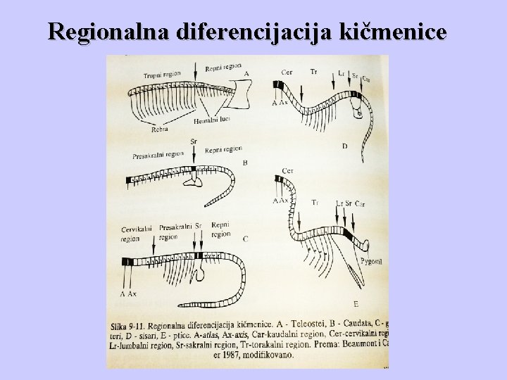Regionalna diferencija kičmenice Regionalna diferencija kičmenice