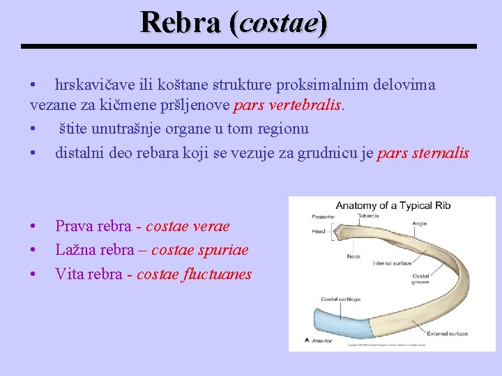 Rebra (costae) • hrskavičave ili koštane strukture proksimalnim delovima vezane za kičmene pršljenove pars Rebra (costae) • hrskavičave ili koštane strukture proksimalnim delovima vezane za kičmene pršljenove pars