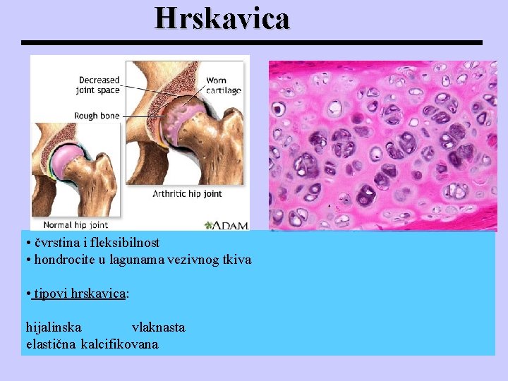 Hrskavica • čvrstina i fleksibilnost • hondrocite u lagunama vezivnog tkiva • tipovi hrskavica: Hrskavica • čvrstina i fleksibilnost • hondrocite u lagunama vezivnog tkiva • tipovi hrskavica: