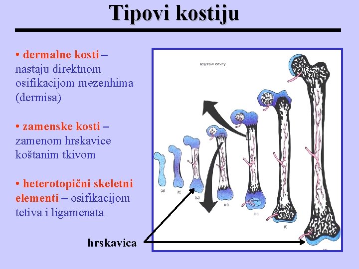 Tipovi kostiju • dermalne kosti – nastaju direktnom osifikacijom mezenhima (dermisa) • zamenske kosti Tipovi kostiju • dermalne kosti – nastaju direktnom osifikacijom mezenhima (dermisa) • zamenske kosti