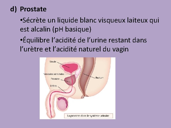 prostate liquide blanc