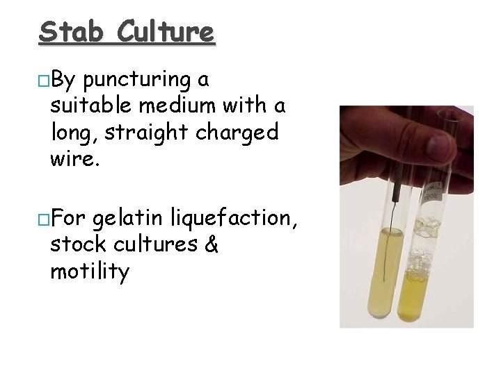 Stab Culture �By puncturing a suitable medium with a long, straight charged wire. �For