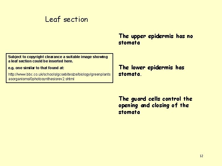 Leaf section The upper epidermis has no stomata Subject to copyright clearance a suitable
