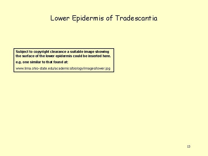 Lower Epidermis of Tradescantia Subject to copyright clearance a suitable image showing the surface