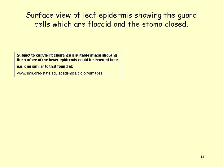 Surface view of leaf epidermis showing the guard cells which are flaccid and the