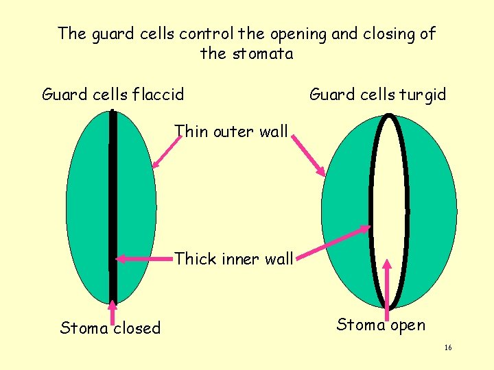 The guard cells control the opening and closing of the stomata Guard cells flaccid