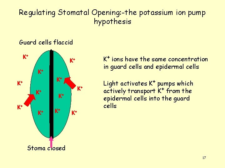 Regulating Stomatal Opening: -the potassium ion pump hypothesis Guard cells flaccid K+ K+ ions