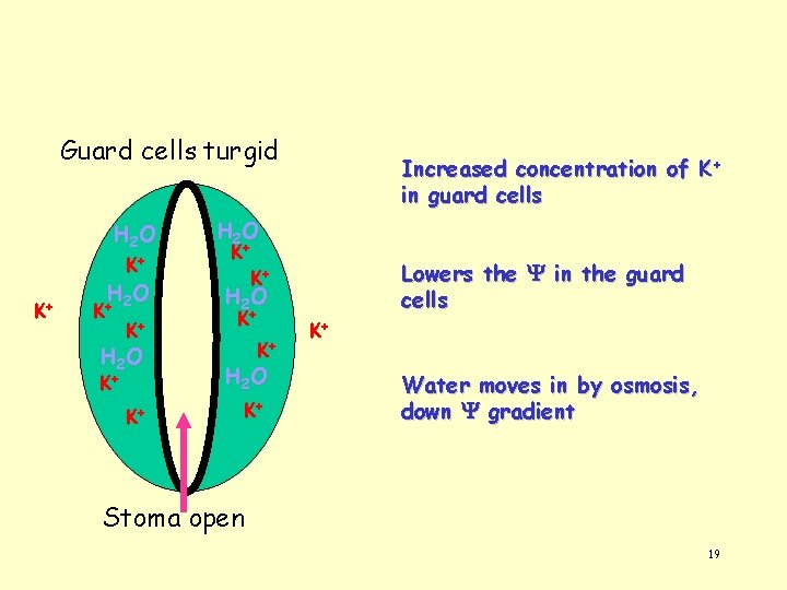 Guard cells turgid H 2 O K+ K+ H O 2 K+ K+ H