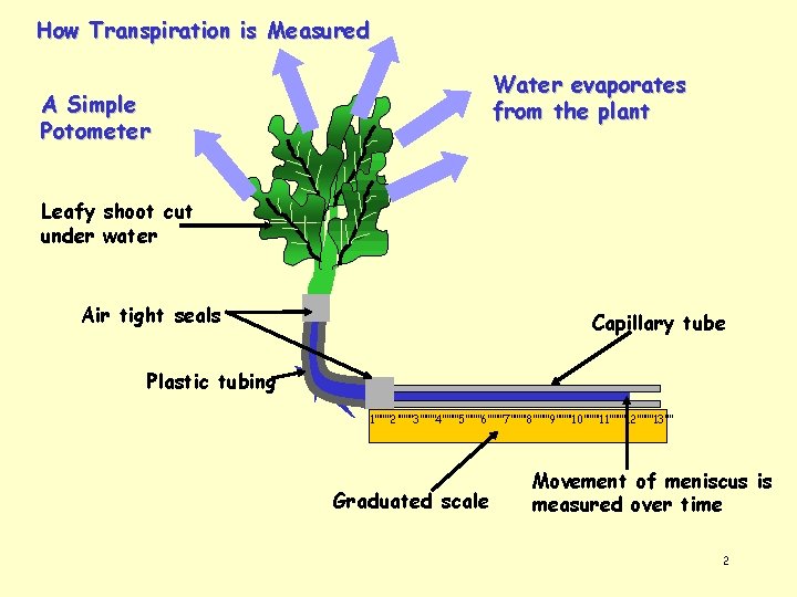 How Transpiration is Measured Water evaporates from the plant A Simple Potometer Leafy shoot