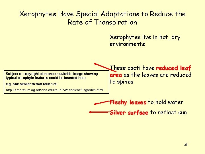 Xerophytes Have Special Adaptations to Reduce the Rate of Transpiration Xerophytes live in hot,