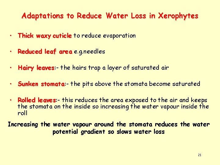 Adaptations to Reduce Water Loss in Xerophytes • Thick waxy cuticle to reduce evaporation