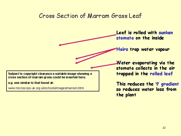 Cross Section of Marram Grass Leaf is rolled with sunken stomata on the inside