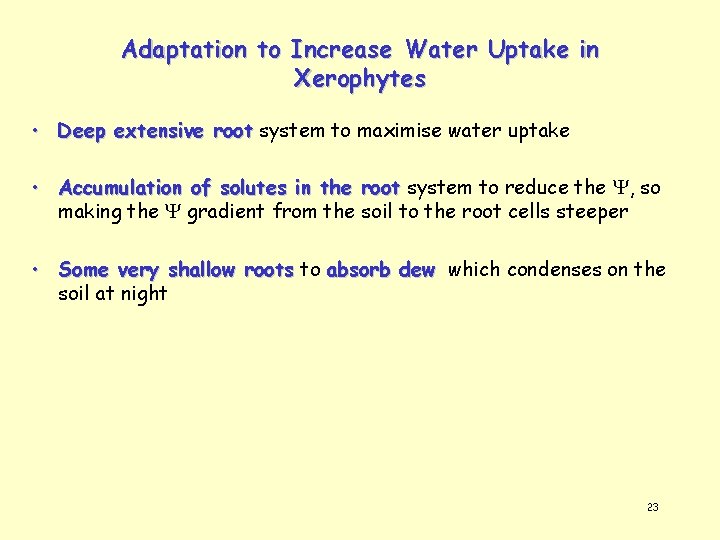 Adaptation to Increase Water Uptake in Xerophytes • Deep extensive root system to maximise