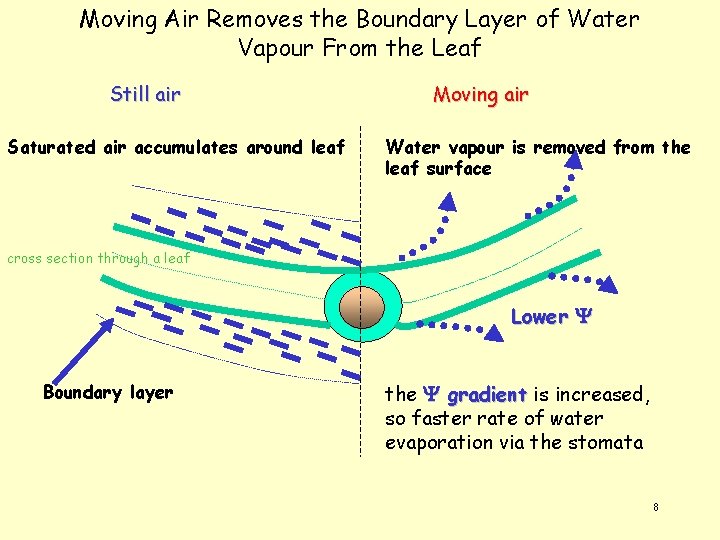 Moving Air Removes the Boundary Layer of Water Vapour From the Leaf Still air