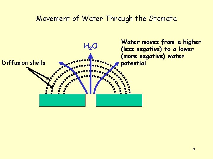 Movement of Water Through the Stomata H 2 O Diffusion shells Water moves from