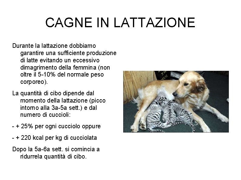 CAGNE IN LATTAZIONE Durante la lattazione dobbiamo garantire una sufficiente produzione di latte evitando