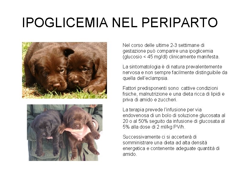 IPOGLICEMIA NEL PERIPARTO Nel corso delle ultime 2 -3 settimane di gestazione può comparire IPOGLICEMIA NEL PERIPARTO Nel corso delle ultime 2 -3 settimane di gestazione può comparire