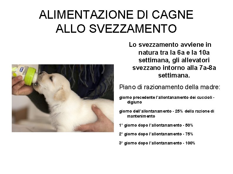 ALIMENTAZIONE DI CAGNE ALLO SVEZZAMENTO Lo svezzamento avviene in natura tra la 6 a