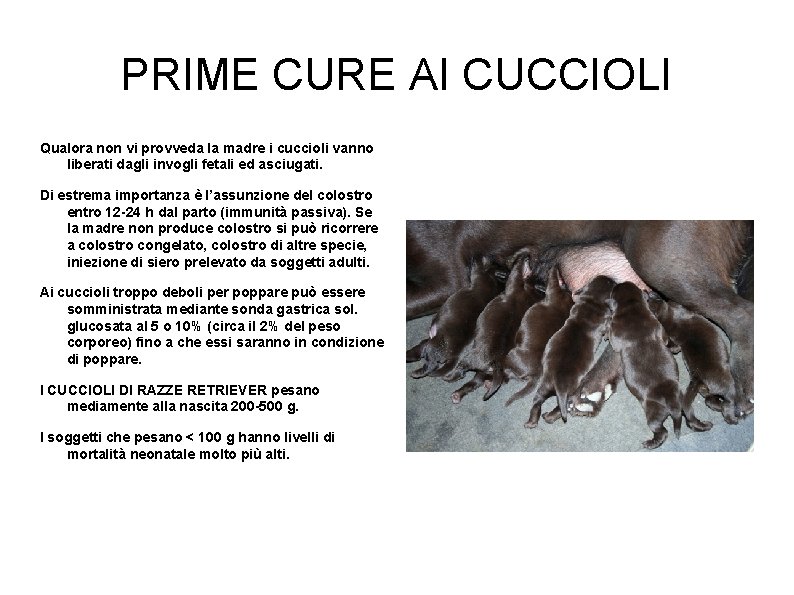 PRIME CURE AI CUCCIOLI Qualora non vi provveda la madre i cuccioli vanno liberati PRIME CURE AI CUCCIOLI Qualora non vi provveda la madre i cuccioli vanno liberati