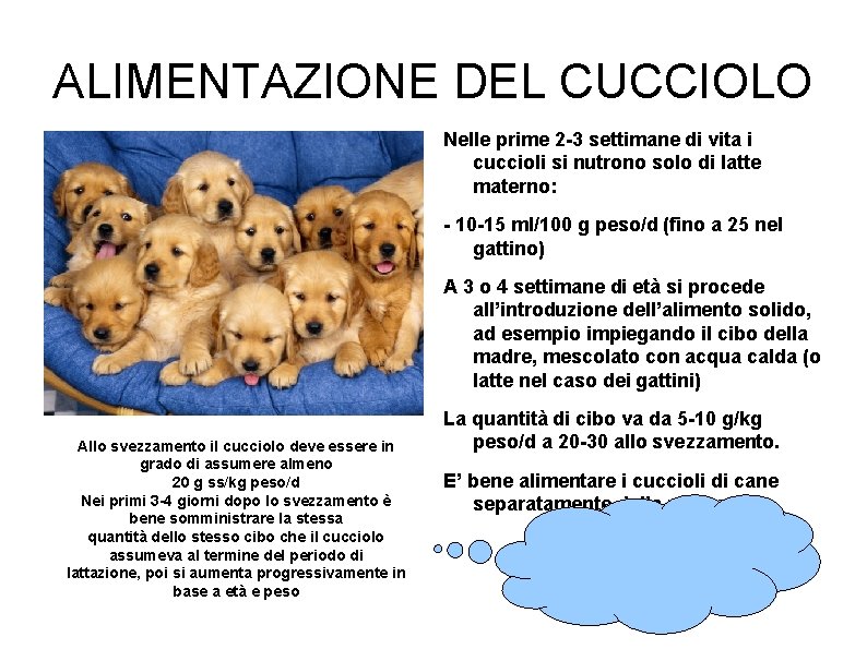ALIMENTAZIONE DEL CUCCIOLO Nelle prime 2 -3 settimane di vita i cuccioli si nutrono ALIMENTAZIONE DEL CUCCIOLO Nelle prime 2 -3 settimane di vita i cuccioli si nutrono