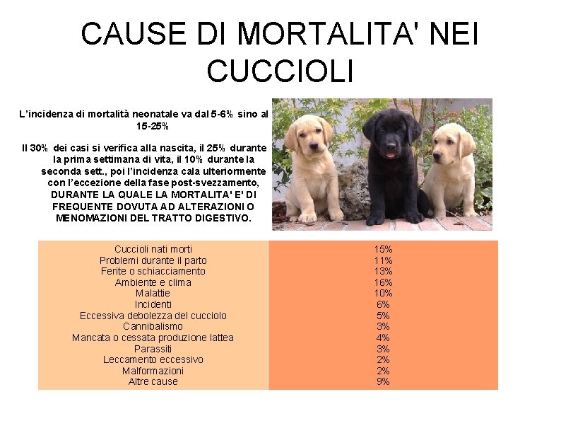 CAUSE DI MORTALITA' NEI CUCCIOLI L’incidenza di mortalità neonatale va dal 5 -6% sino CAUSE DI MORTALITA' NEI CUCCIOLI L’incidenza di mortalità neonatale va dal 5 -6% sino