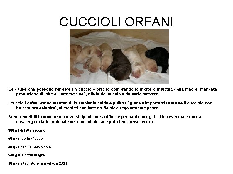 CUCCIOLI ORFANI Le cause che possono rendere un cucciolo orfano comprendono morte o malattia