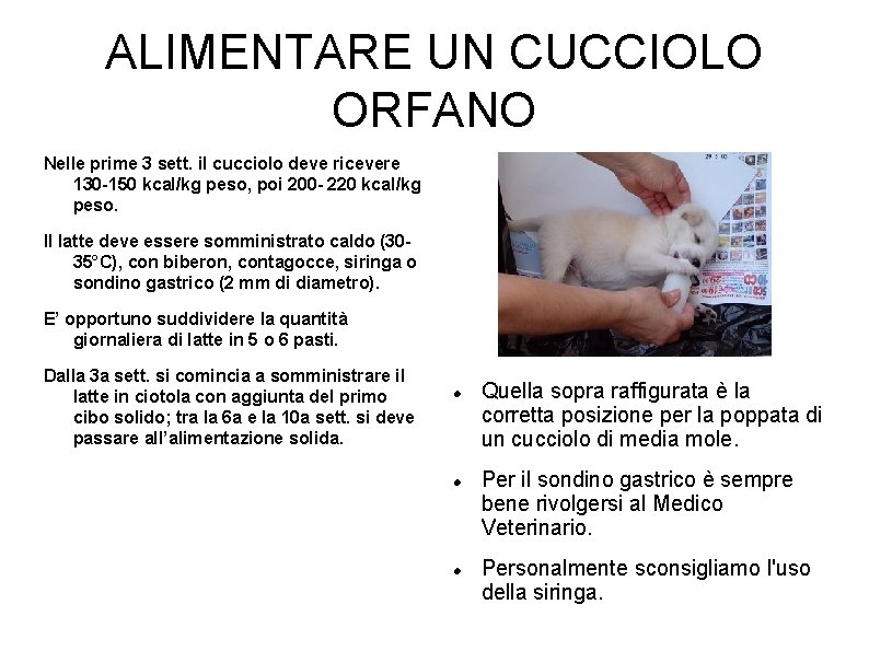 ALIMENTARE UN CUCCIOLO ORFANO Nelle prime 3 sett. il cucciolo deve ricevere 130 -150