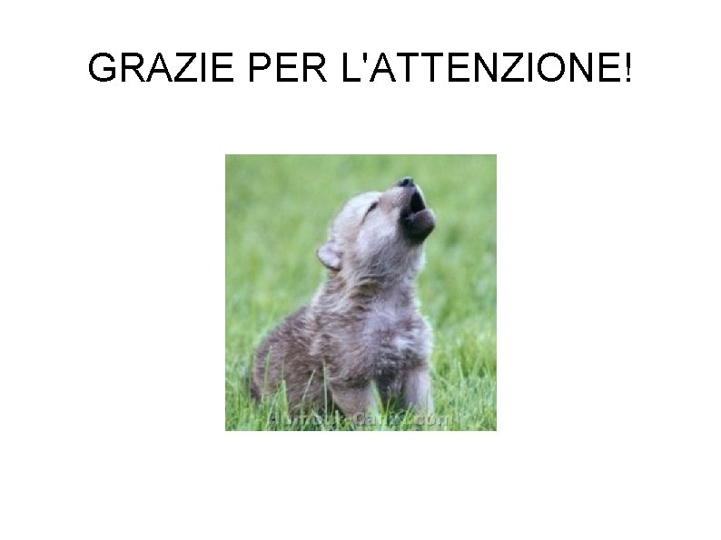 GRAZIE PER L'ATTENZIONE! 