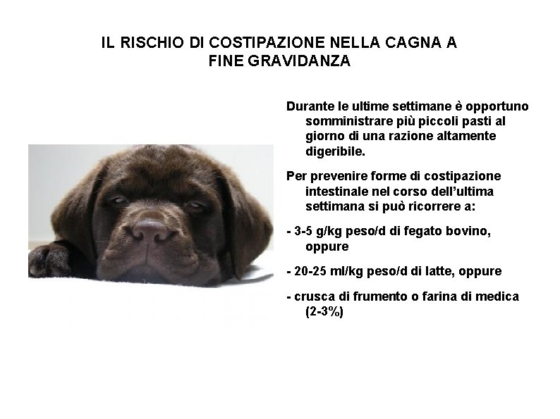 IL RISCHIO DI COSTIPAZIONE NELLA CAGNA A FINE GRAVIDANZA Durante le ultime settimane è