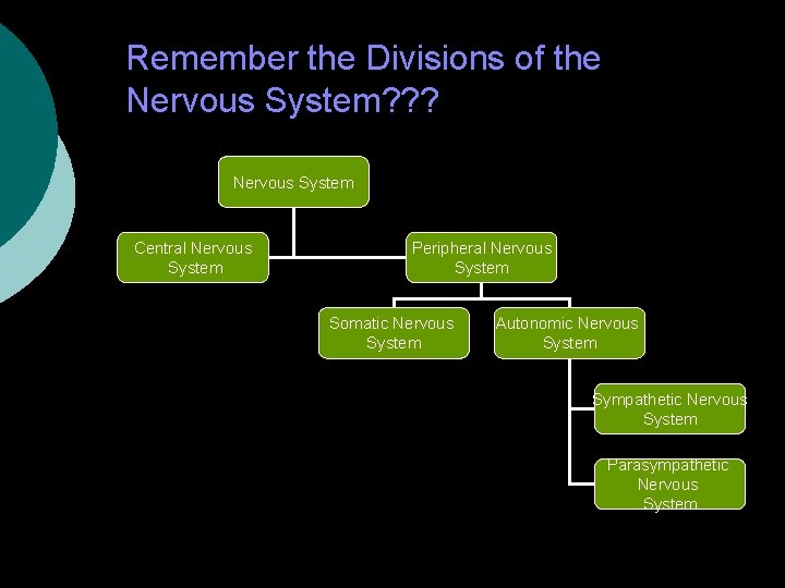 Remember the Divisions of the Nervous System? ? ? Nervous System Central Nervous System