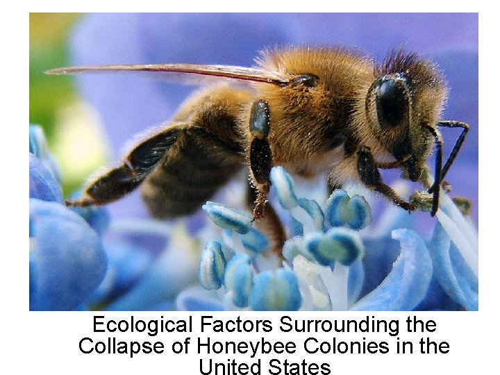 Ecological Factors Surrounding the Collapse of Honeybee Colonies in the United States 
