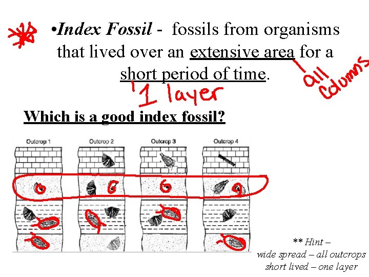  • Index Fossil - fossils from organisms that lived over an extensive area