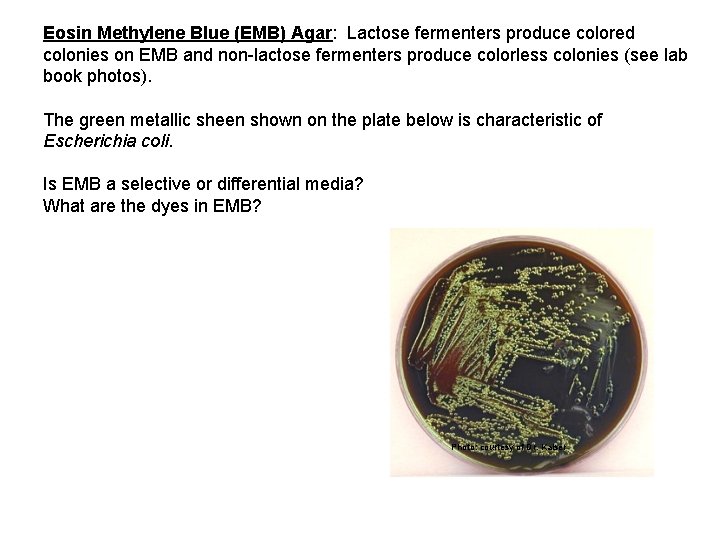 Eosin Methylene Blue (EMB) Agar: Lactose fermenters produce colored colonies on EMB and non-lactose