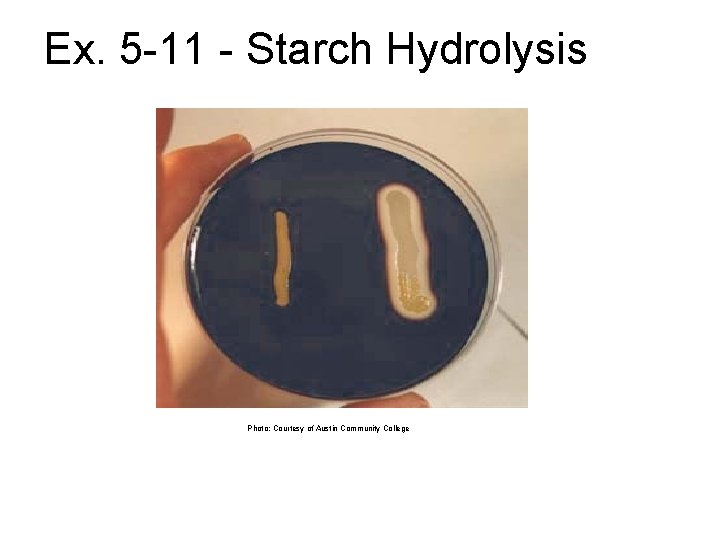 Ex. 5 -11 - Starch Hydrolysis Photo: Courtesy of Austin Community College 