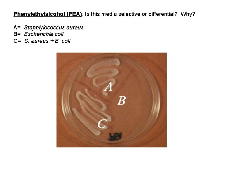 Phenylethylalcohol (PEA): Is this media selective or differential? Why? A= Staphlylococcus aureus B= Escherichia