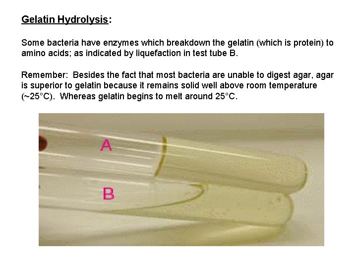 Gelatin Hydrolysis: Some bacteria have enzymes which breakdown the gelatin (which is protein) to