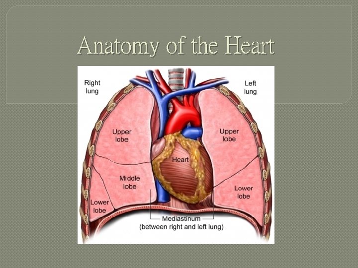 Anatomy of the Heart 