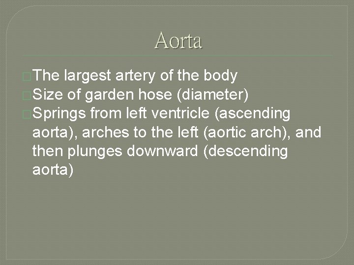 Aorta �The largest artery of the body �Size of garden hose (diameter) �Springs from